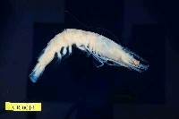 藏品(日本對蝦)的圖片